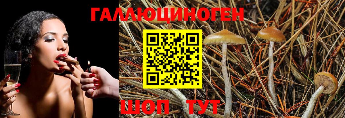 Псилоцибиновые грибы GOLDEN TEACHER  Вход с VPN  купить  цена  Видное 